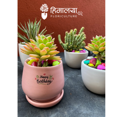 HBD Succulent Plant