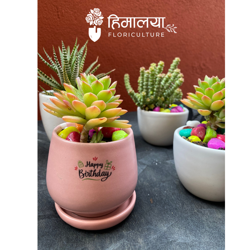 HBD Succulent Plant