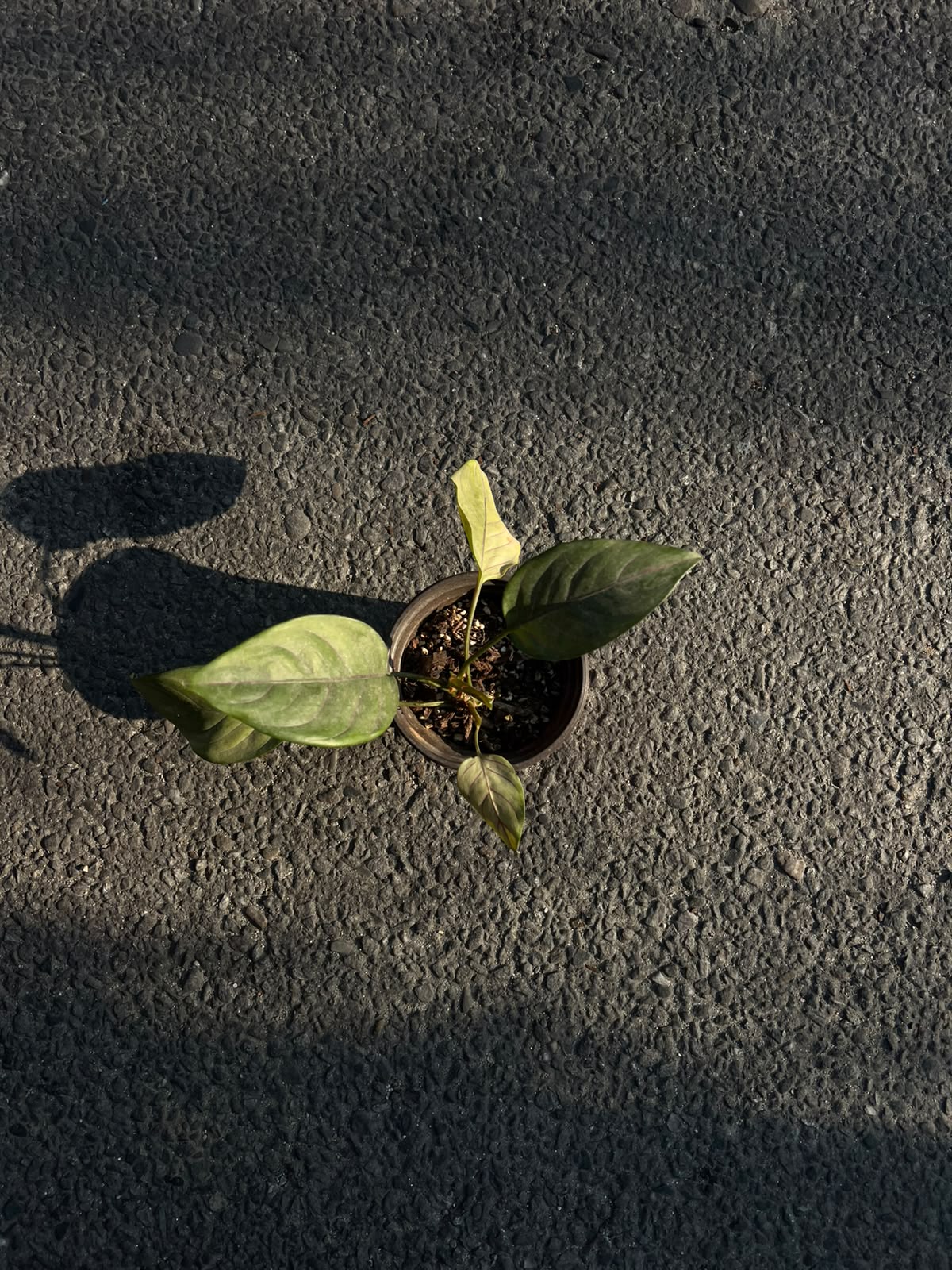 Anthurium is a beautiful tropical houseplant known for its glossy heart-shaped leaves and vibrant, long-lasting flowers. Its colorful blooms, commonly red, pink, white, or purple, make it a popular choice for homes, offices, and gifts.
