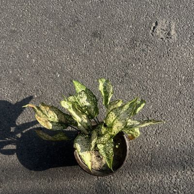 Chinese Evergreen Aglaonema 'Silver Bay'