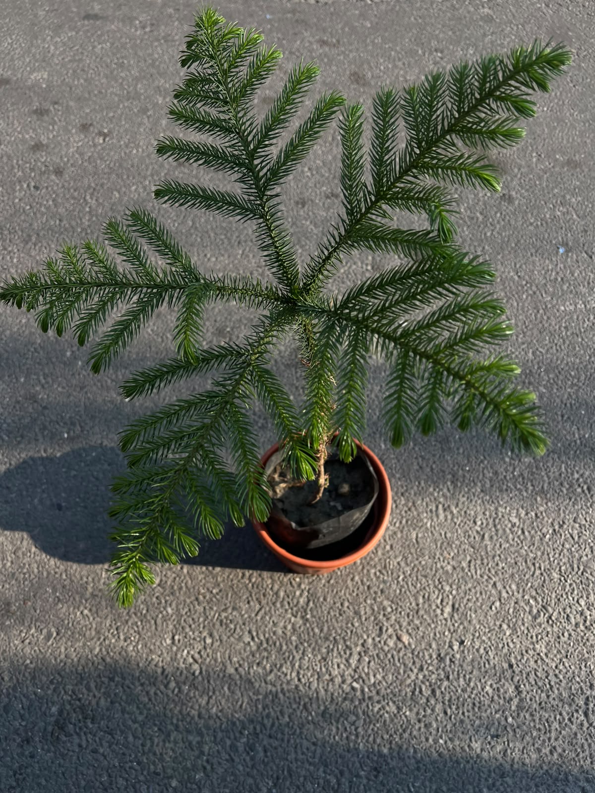 Norfolk Island Pine is a beautiful evergreen indoor plant known for its soft, feathery branches and symmetrical, Christmas tree-like shape. Despite its name, it is not a true pine tree. Native to Norfolk Island, this elegant plant adds a fresh and natural touch to homes, offices, and indoor spaces.