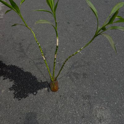 Big Lucky Bamboo 
