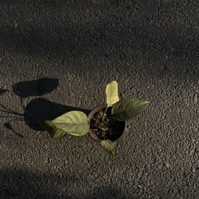 Chinese Evergreen (Aglaonema)