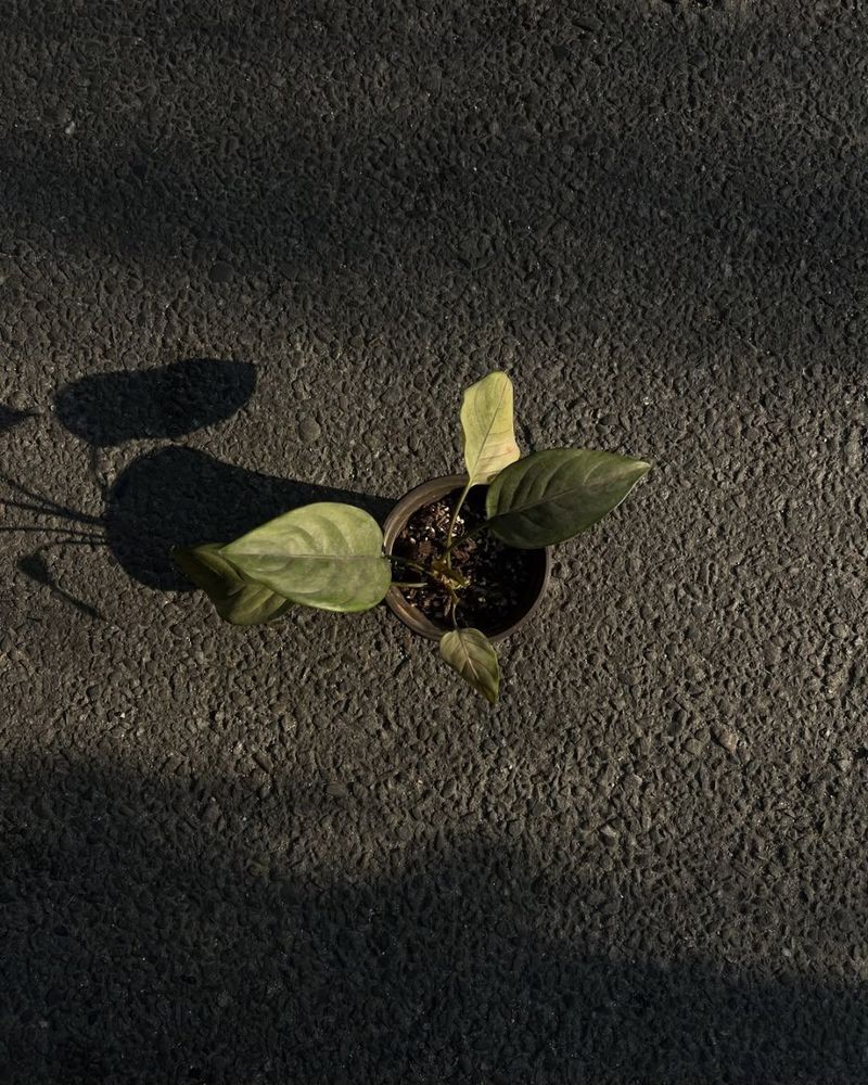 Chinese Evergreen (Aglaonema)