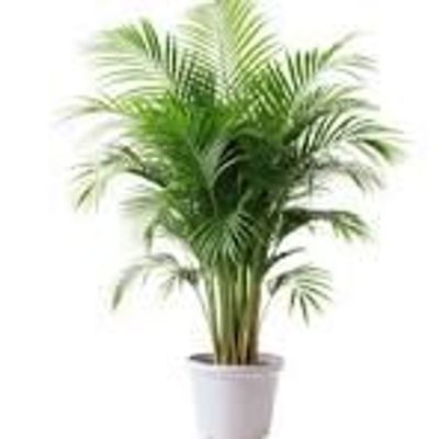 Arica Palm with Ceramic 8inch Vase