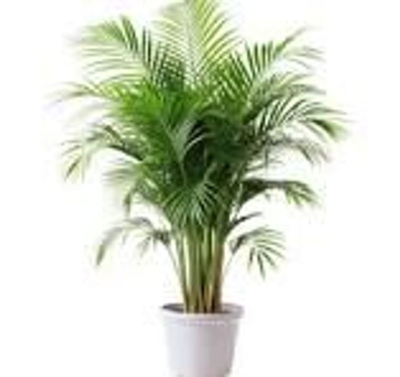 Arica Palm with Ceramic 8inch Vase