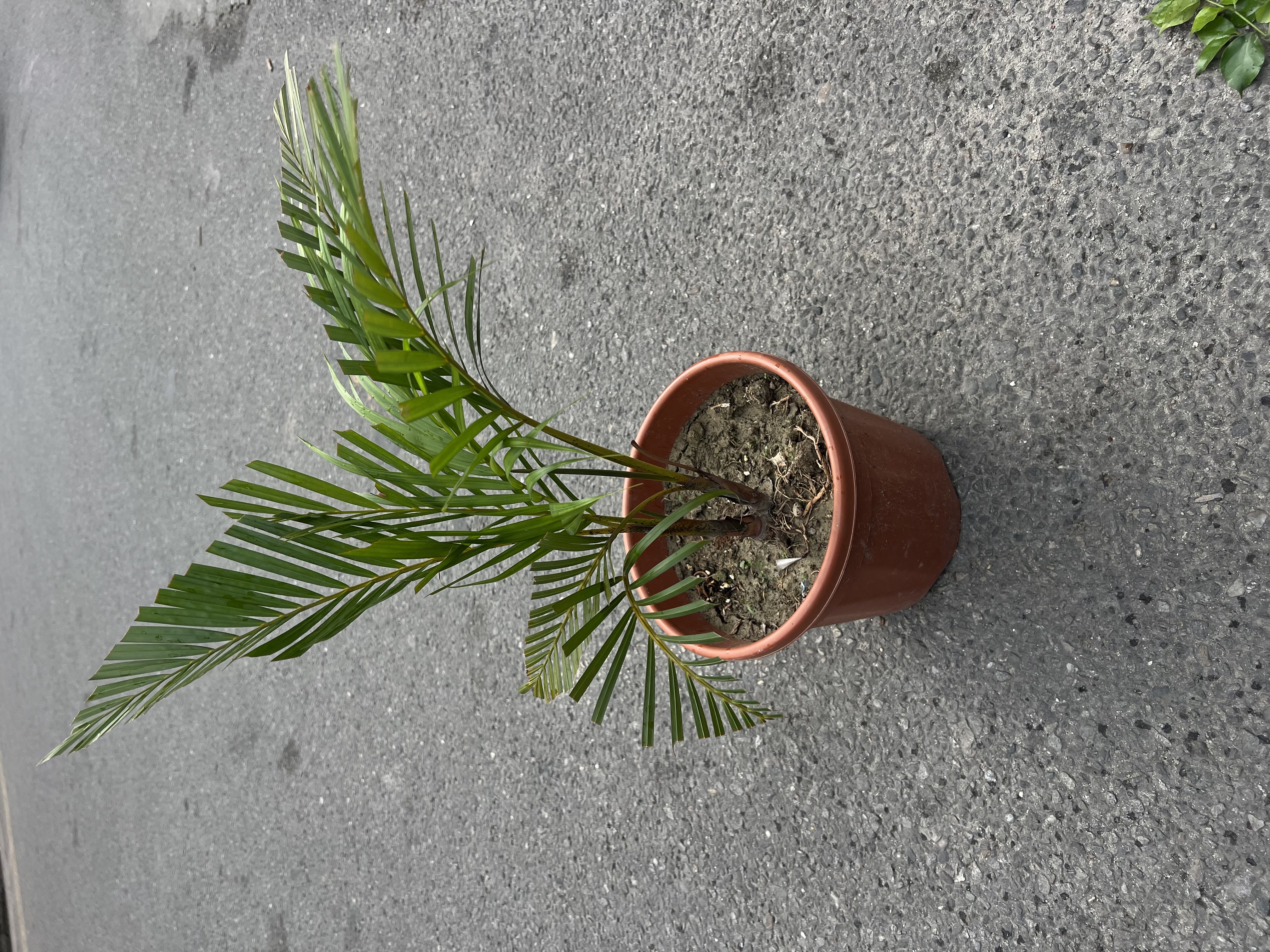 The Areca Palm is one of the most popular indoor plants, loved for its elegant, feathery green fronds and tropical appearance. Native to Madagascar, it adds freshness and natural beauty to homes, offices, and commercial spaces. It is also known for its air-purifying qualities, making indoor environments feel healthier and more vibrant.
