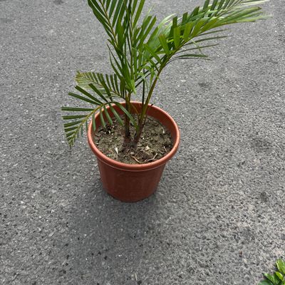 Areca Palm (Dypsis lutescens)