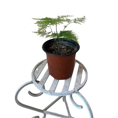 Aspragues-fern