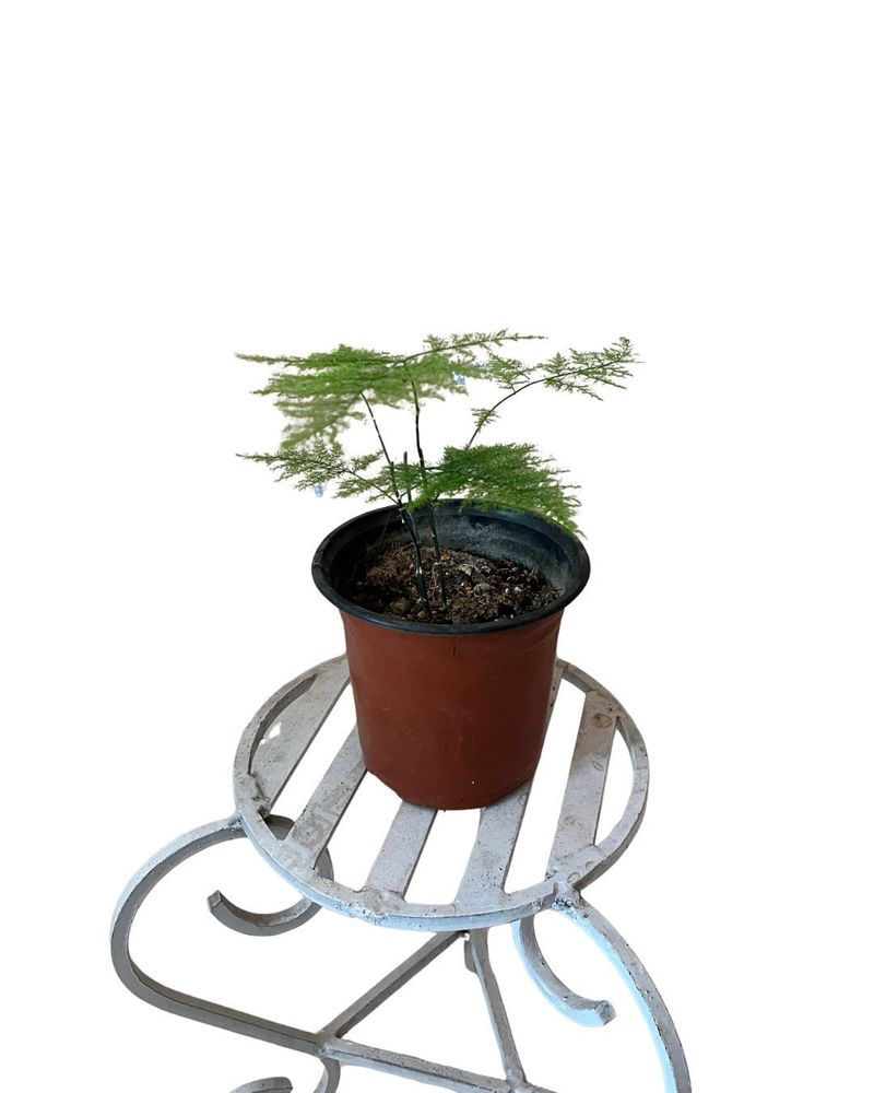 Aspragues-fern