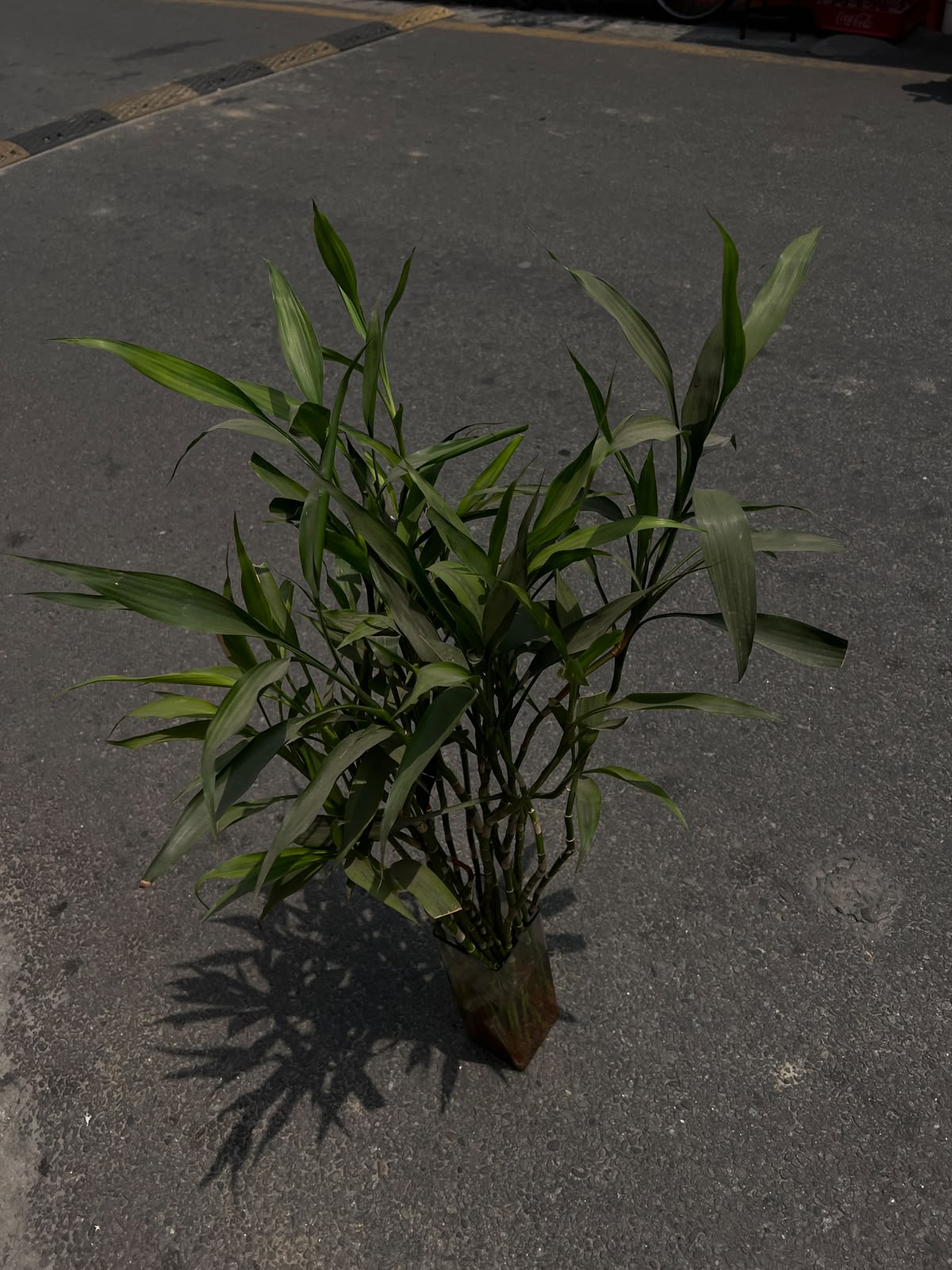 Lucky Bamboo is a popular indoor plant known for its elegant green stalks and symbolic meaning of luck, prosperity, and positive energy. Despite its name, it is not a true bamboo but a member of the Dracaena family. Large Lucky Bamboo plants make beautiful statement pieces for homes, offices, hotels, and reception areas.