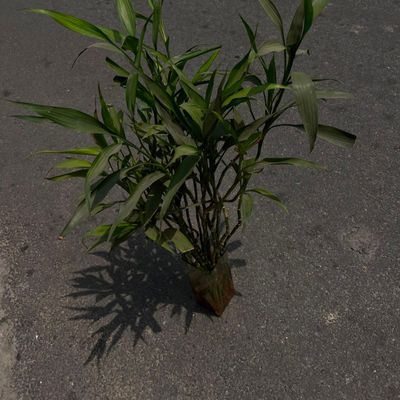 Lucky Bamboo (Dracaena sanderiana)