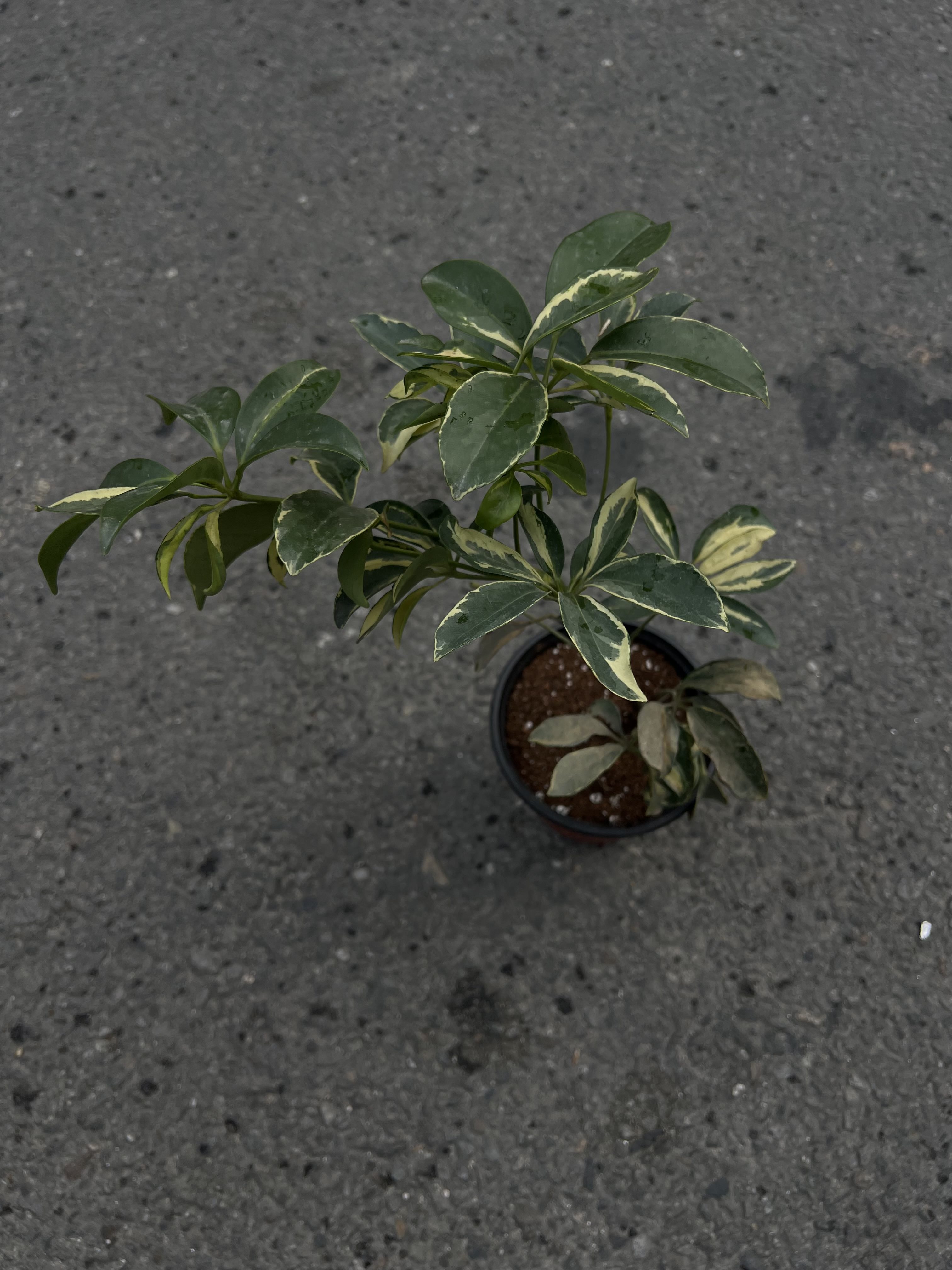 The Dwarf Umbrella Tree is a popular indoor ornamental plant known for its lush, glossy green leaves that grow in a circular, umbrella-like pattern. Its botanical name is Schefflera arboricola. This tropical plant is widely loved for its elegant appearance and easy maintenance, making it perfect for homes, offices, and interior decoration.