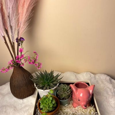 🌿 Green Harmony Plant Combo