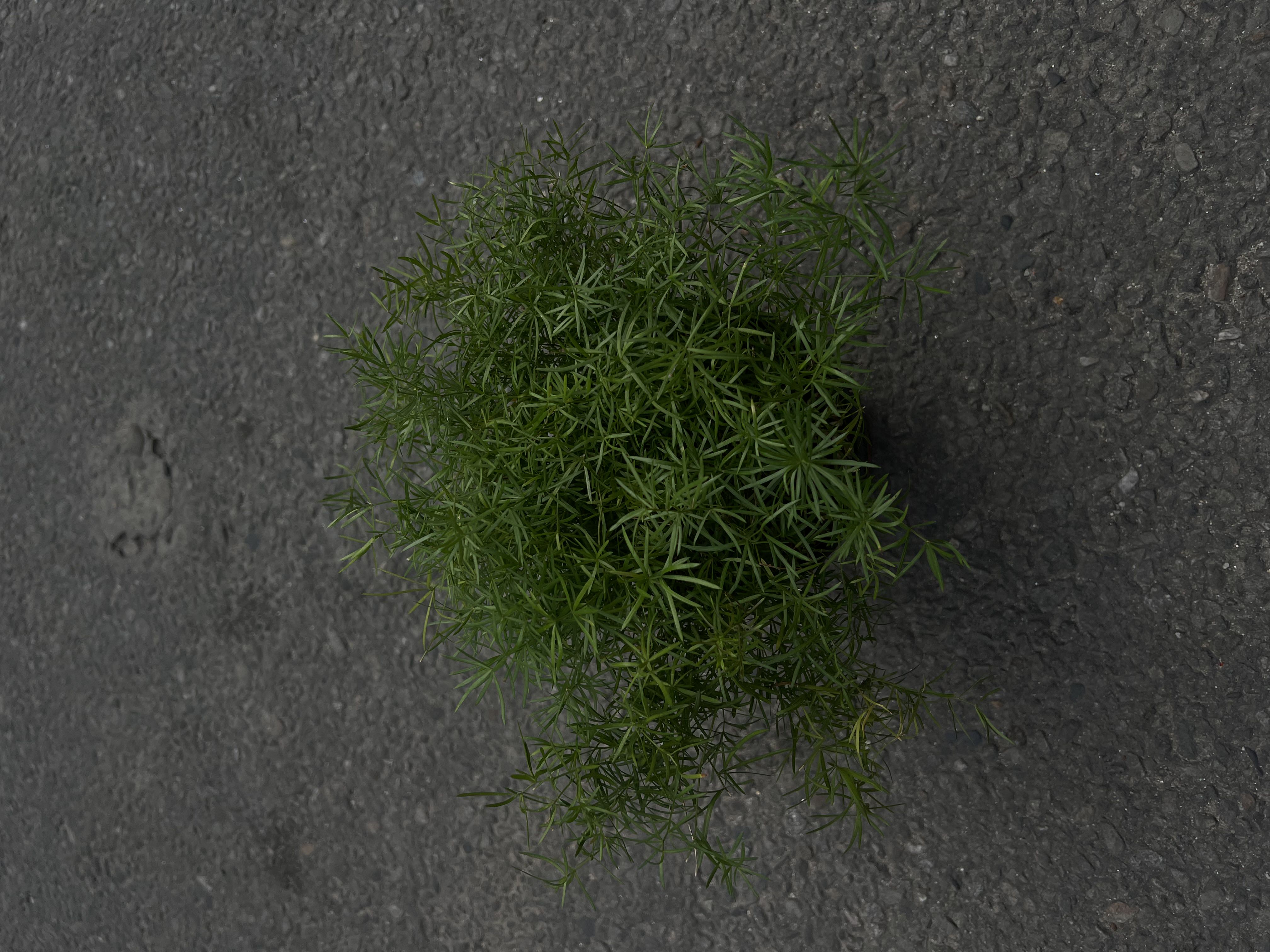 The Fern Plant is a beautiful, lush green indoor plant known for its delicate, feathery leaves and air-purifying qualities. Its elegant foliage adds a fresh, natural look to homes, offices, balconies, and shaded gardens. Ferns thrive in humid environments and are perfect for creating a calm, tropical atmosphere indoors.