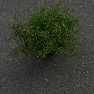 Fern Plant