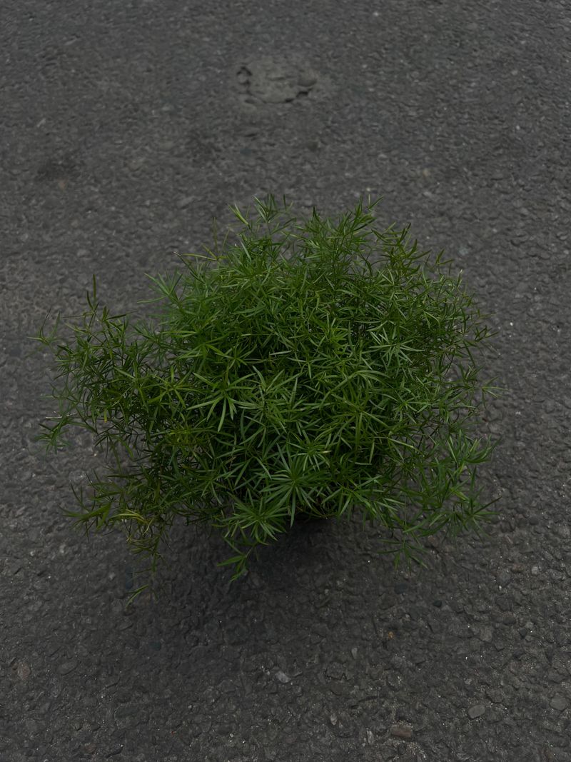 Fern Plant