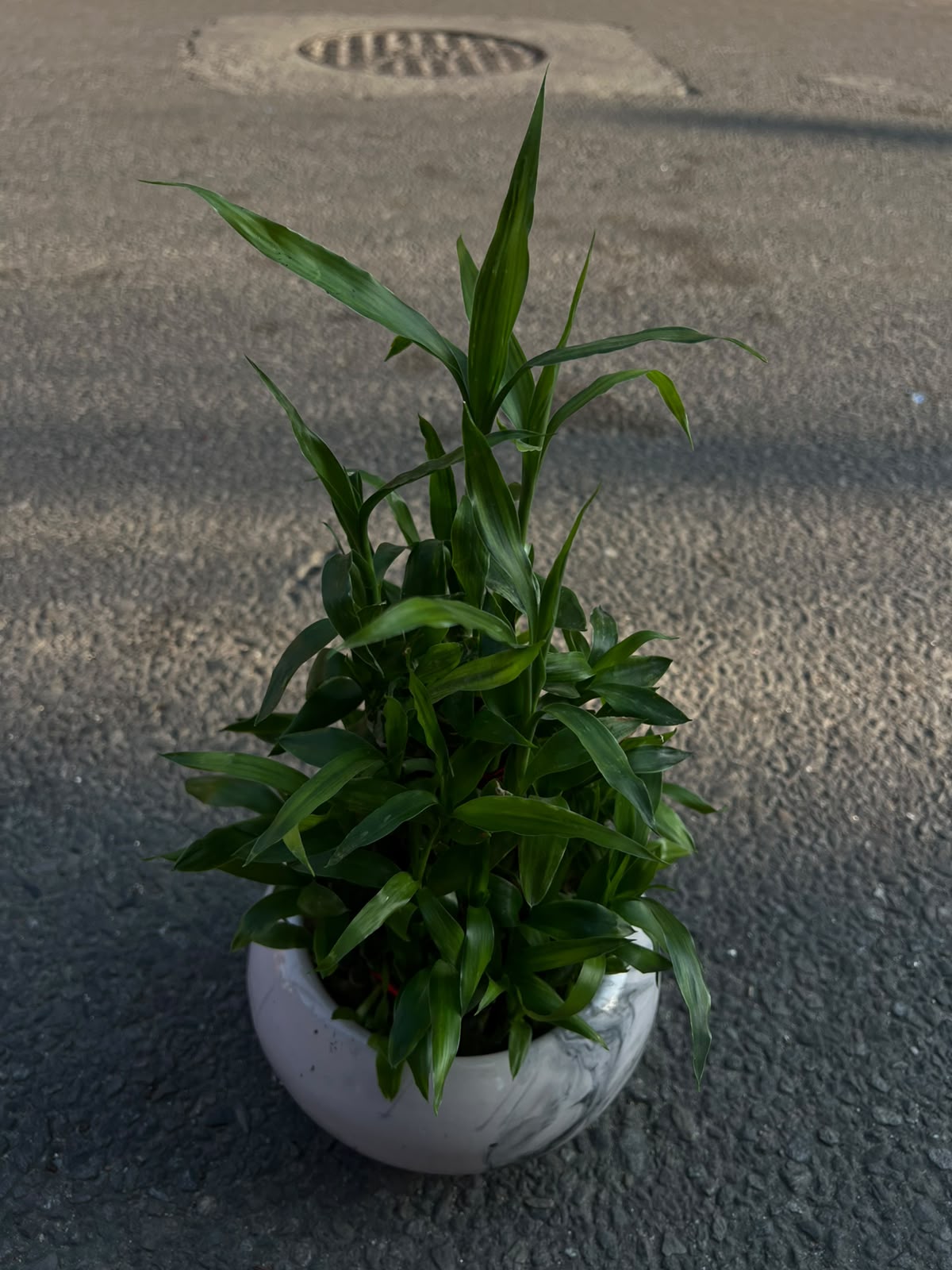 The 5 Layer Lucky Bamboo is a beautiful multi-tiered arrangement of lucky bamboo stalks stacked in five layers. In Feng Shui, it is believed to attract prosperity, positive energy, harmony, and growth. Its elegant shape makes it a popular choice for homes, offices, and gifting occasions.