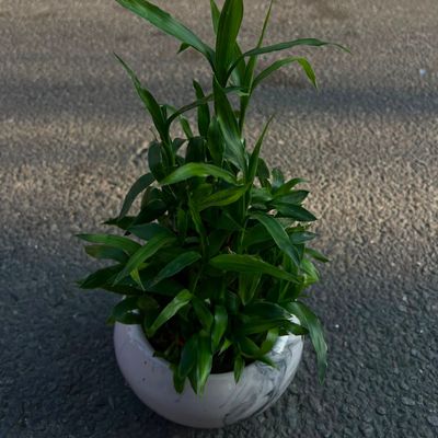 5 Layer Lucky Bamboo (Lucky Bamboo)