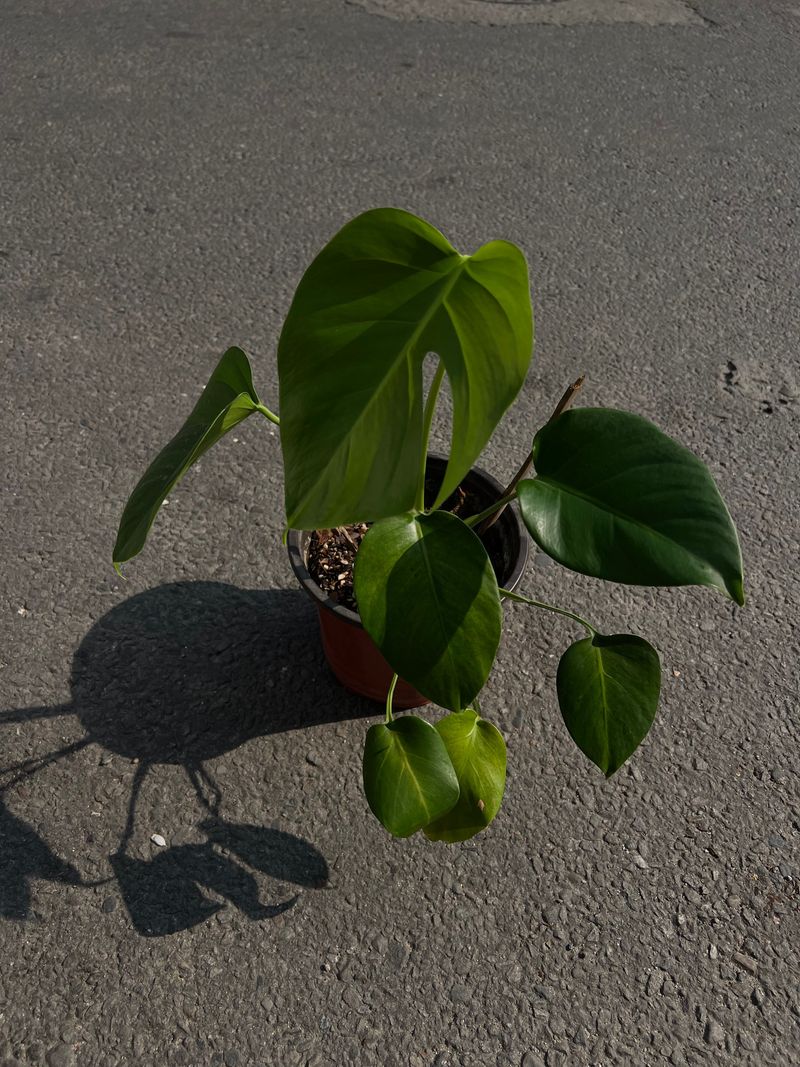 🌿 Monstera (Monstera Deliciosa)