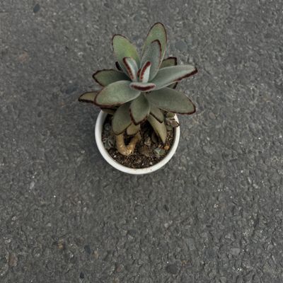 🌿 Panda Plant (Kalanchoe tomentosa)