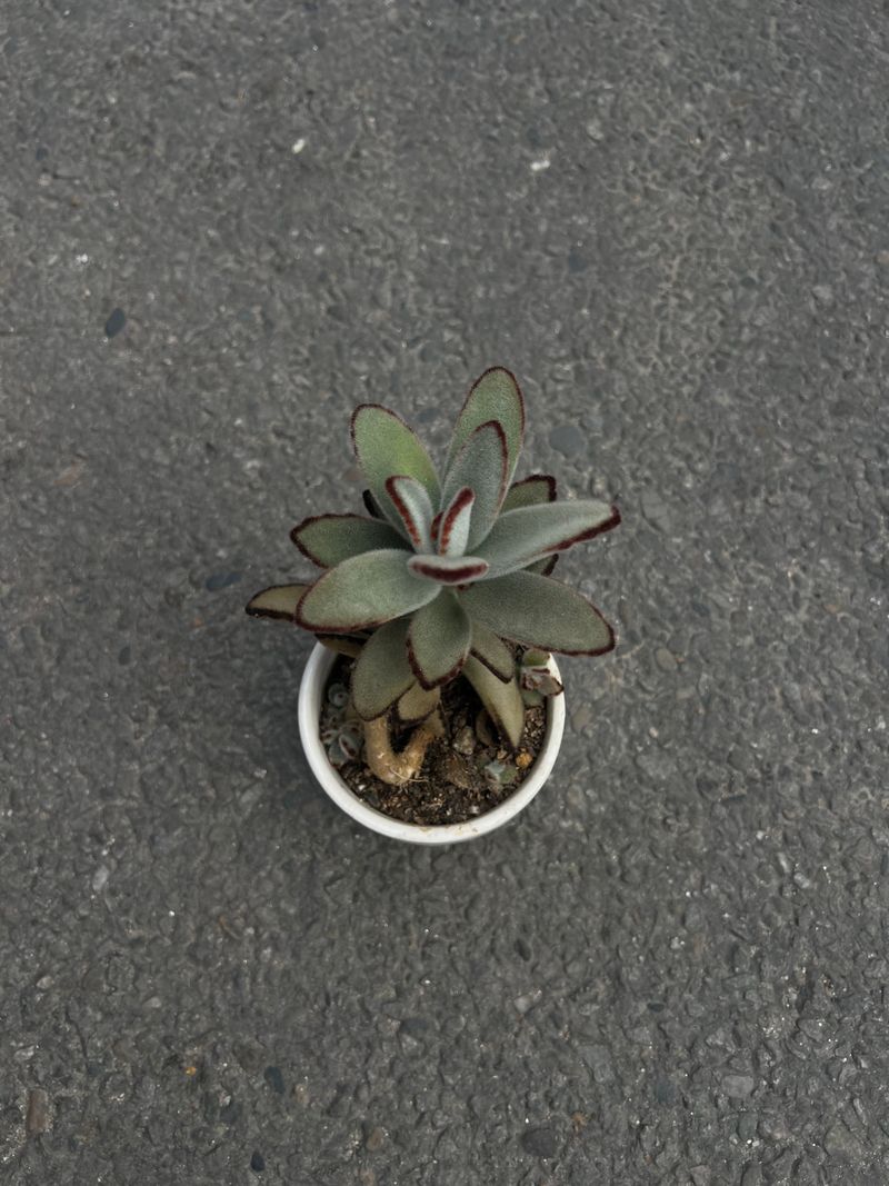 🌿 Panda Plant (Kalanchoe tomentosa)