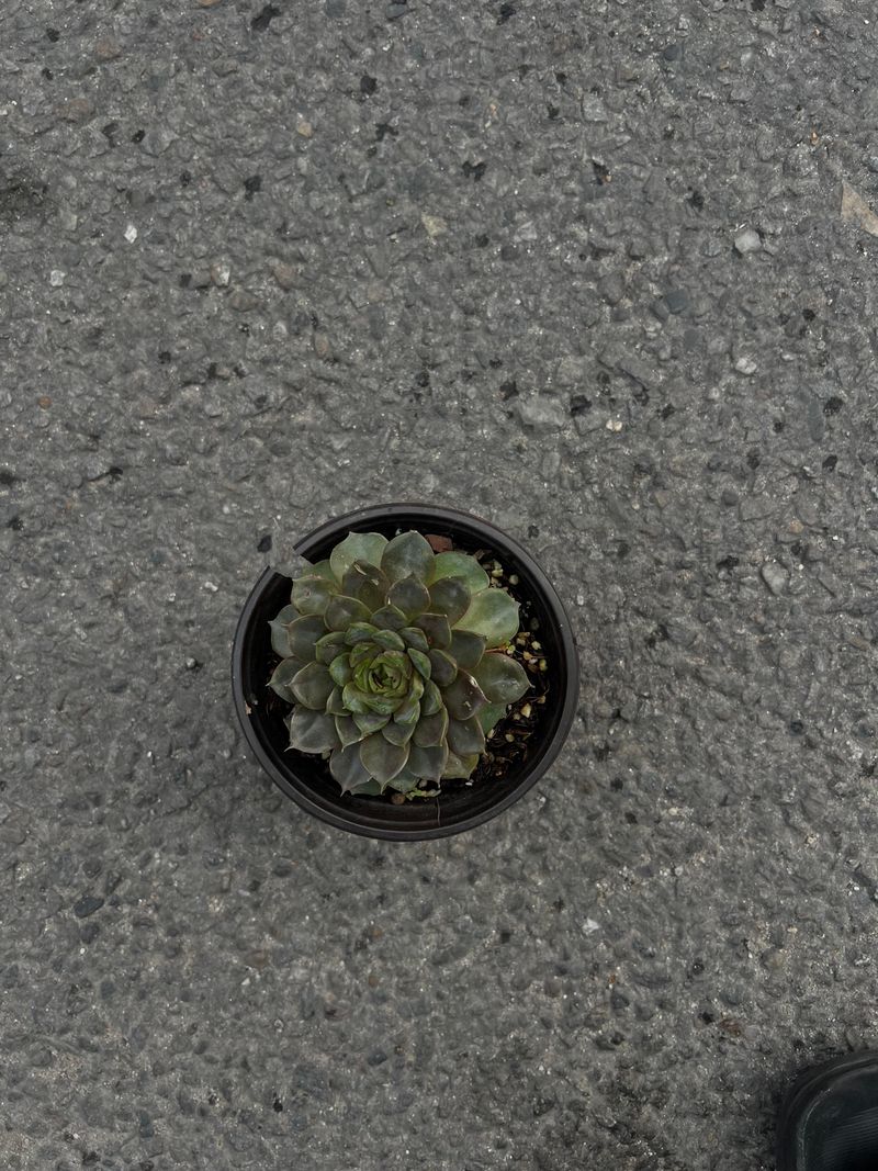 Rose Succulent Plant (Rosette Succulent)