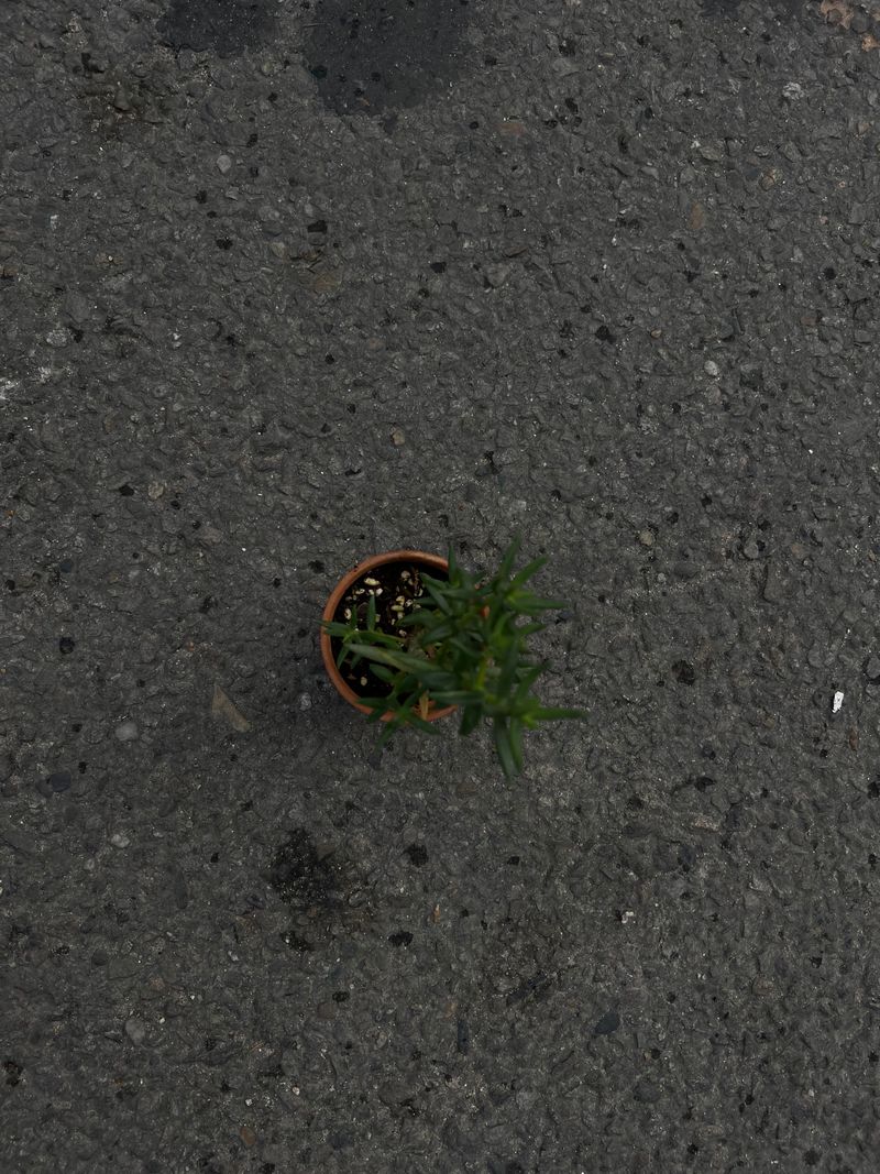 🌿 Rosemary Plant (often called “Rose Merry”)