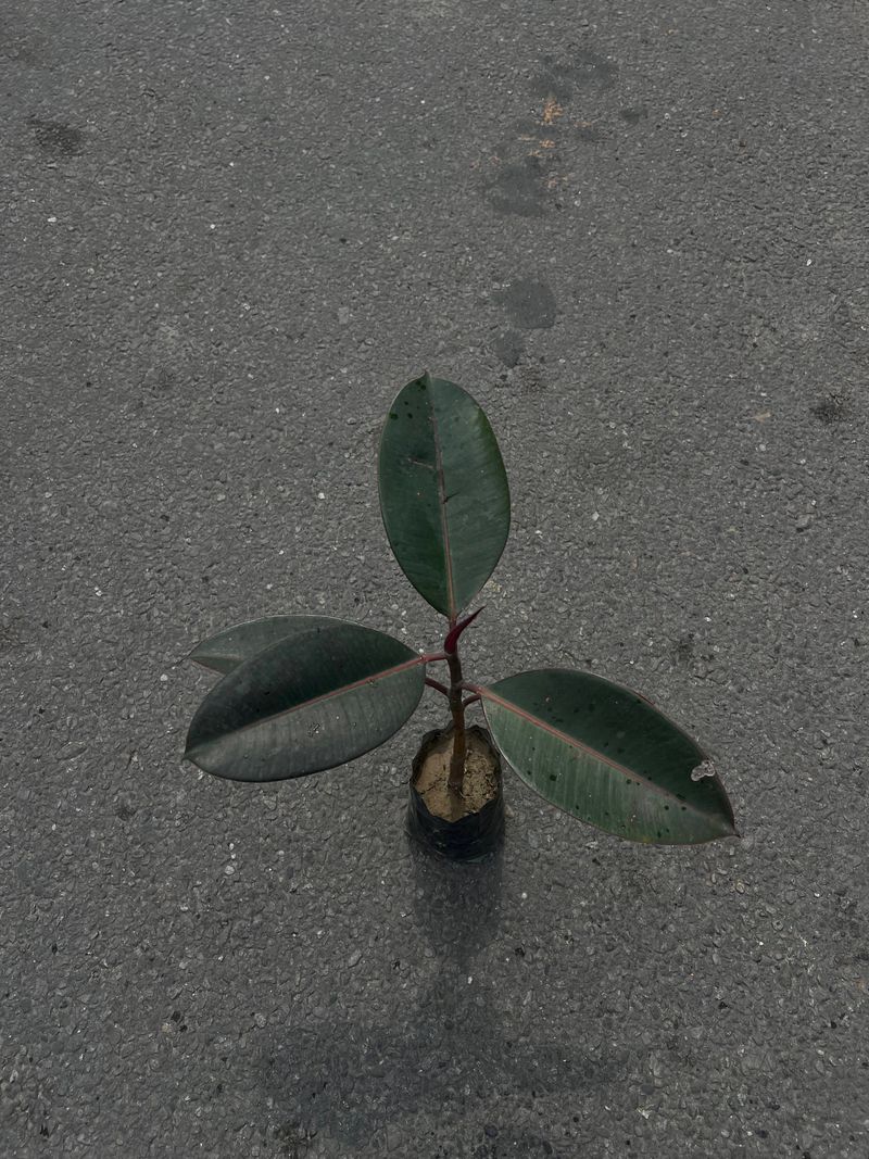 🌿 Rubber Plant (Ficus elastica) – Website Content