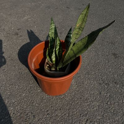 🌿 Snake Plant (Sansevieria / Dracaena trifasciata)