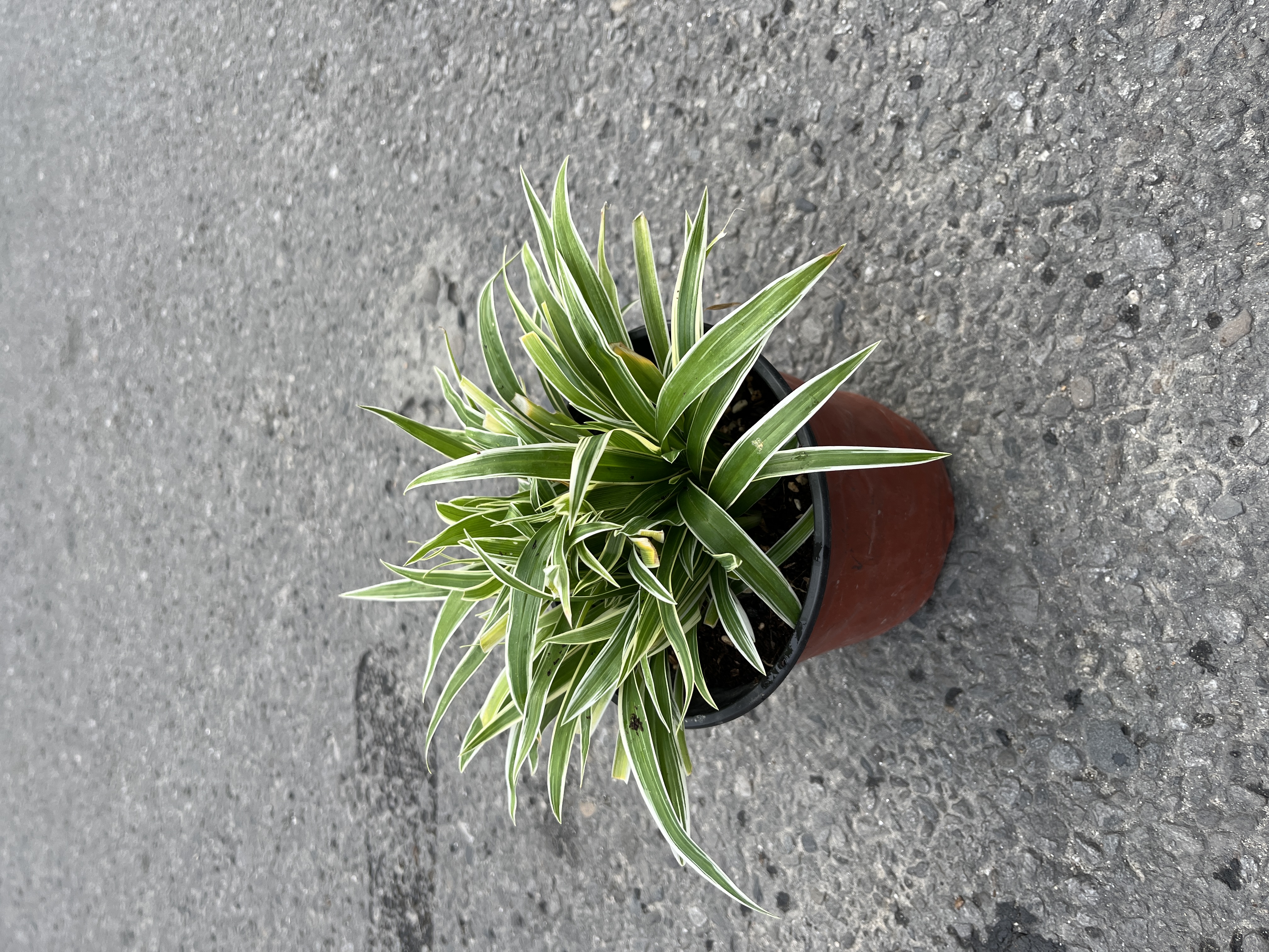 The Spider Plant is one of the most popular indoor houseplants, loved for its graceful arching leaves and easy-care nature. It is scientifically known as Chlorophytum comosum and is perfect for beginners as well as experienced plant lovers.