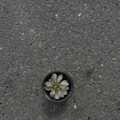Rosette Succulent