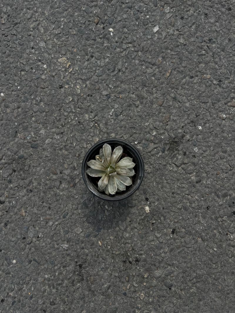 Rosette Succulent