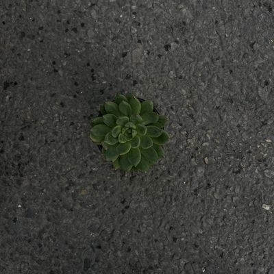 Sempervivum(succulent)