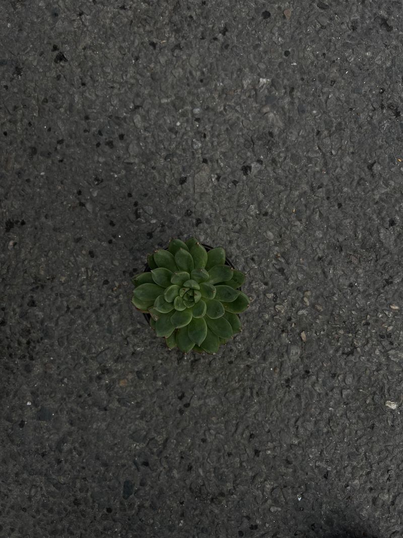 Sempervivum(succulent)