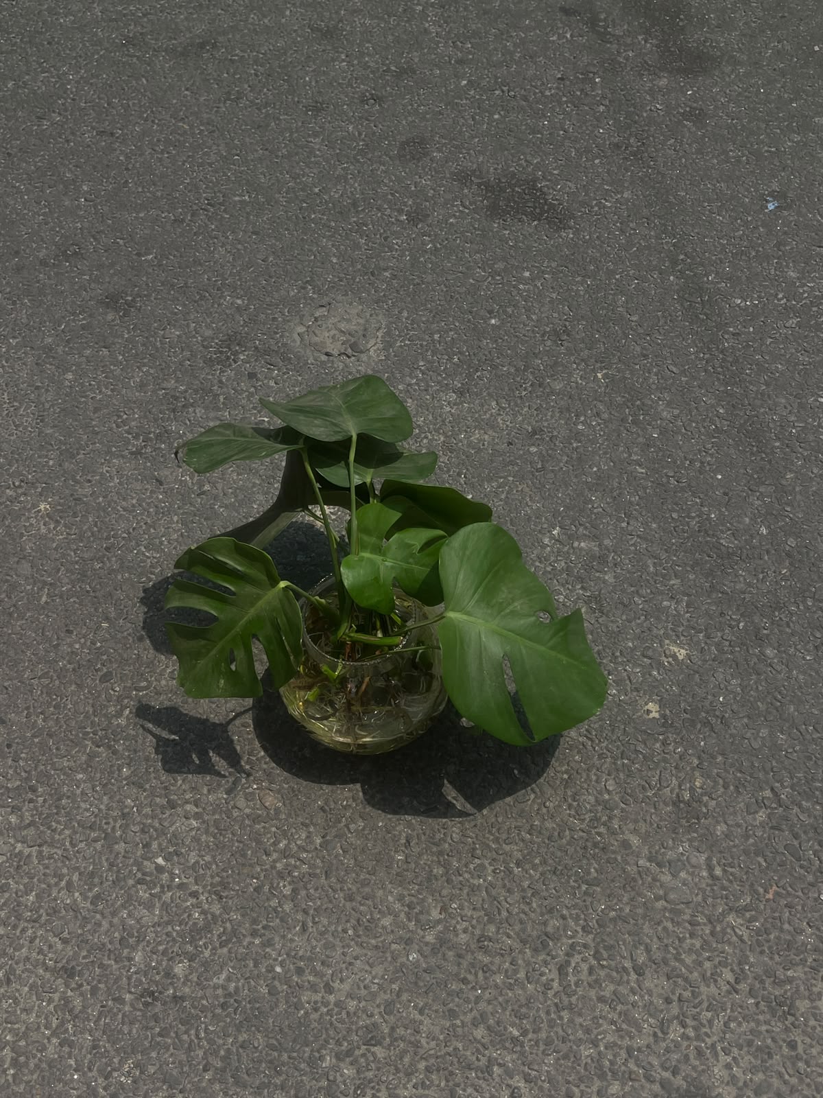 💫 A plant that brings nature, style, and freshness together in one beautiful green package.