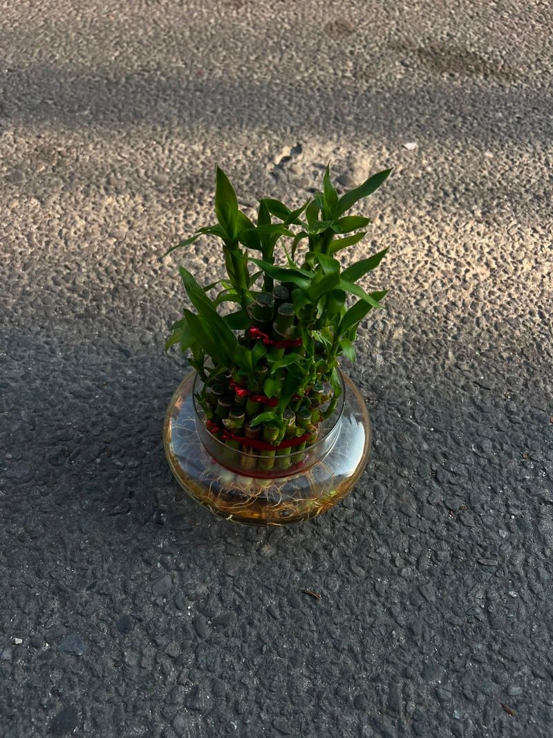 🎋 3 Layer Lucky Bamboo – Symbol of Luck & Positivity