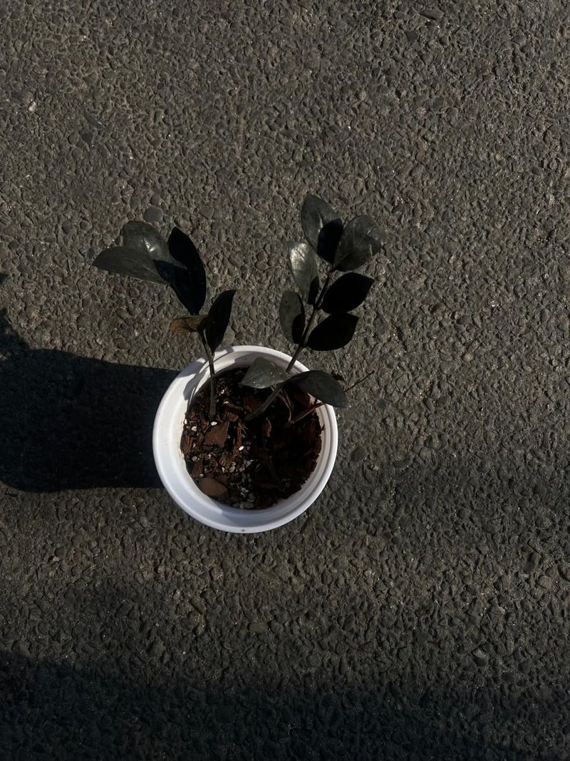 Zamioculcas zamiifolia 'Raven' (Raven ZZ Plant)