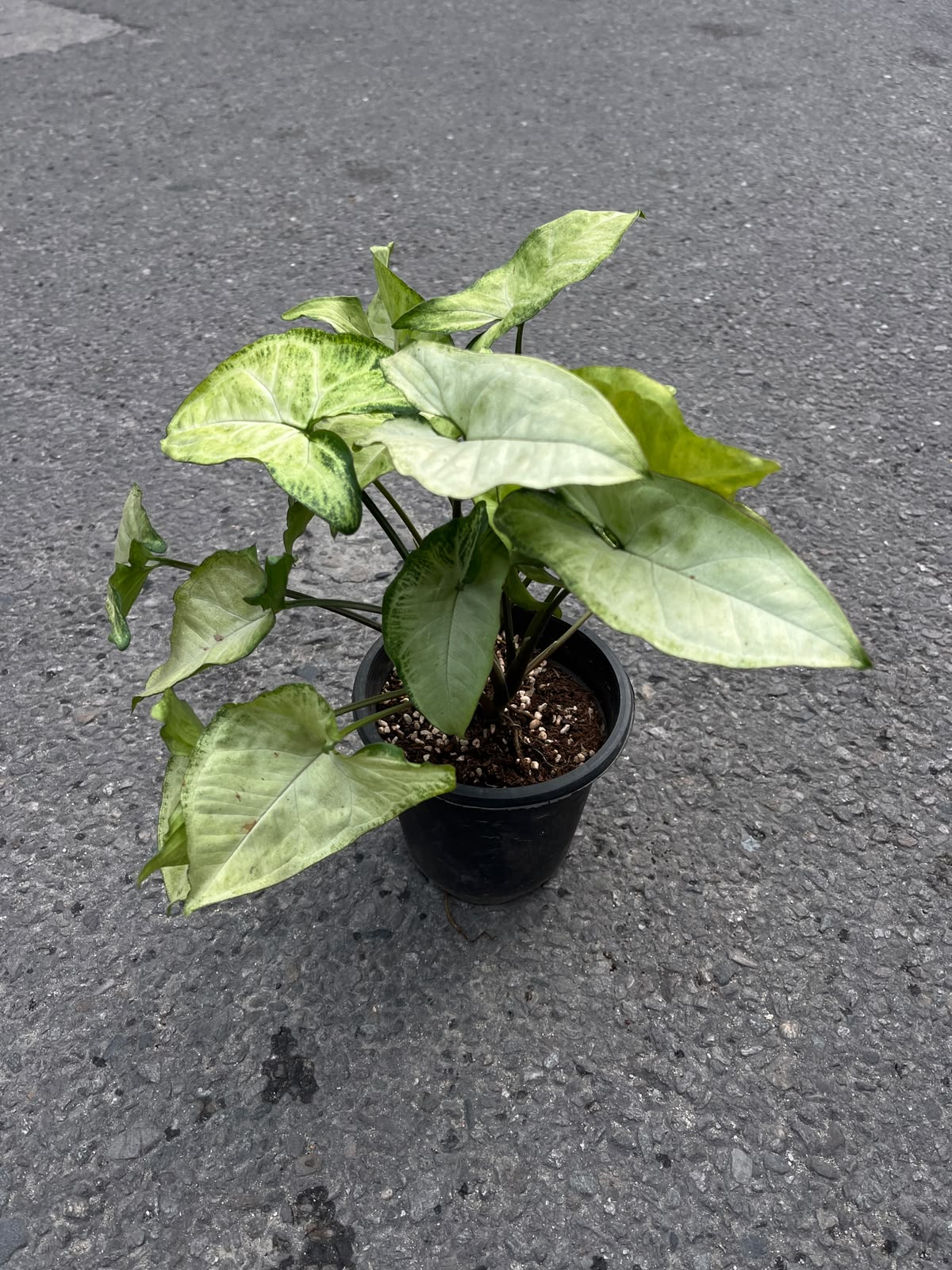 🌿 Syngonium Arrowhead Plant: A stunning, low-maintenance indoor vine featuring eye-catching, arrow-shaped leaves with beautiful creamy-white variegation. ✨