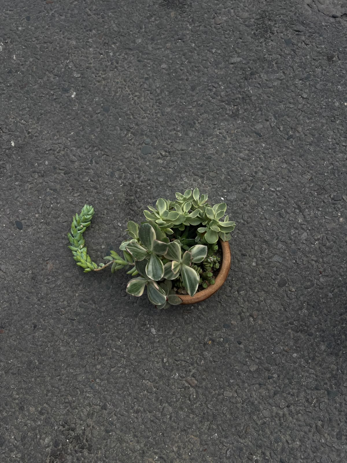 Variegated Succulent Garden A beautiful collection of variegated succulents that combines natural elegance with easy-care appeal, perfect for brightening any indoor space. 🌿✨