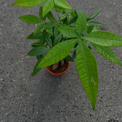Money Tree (Pachira aquatica)