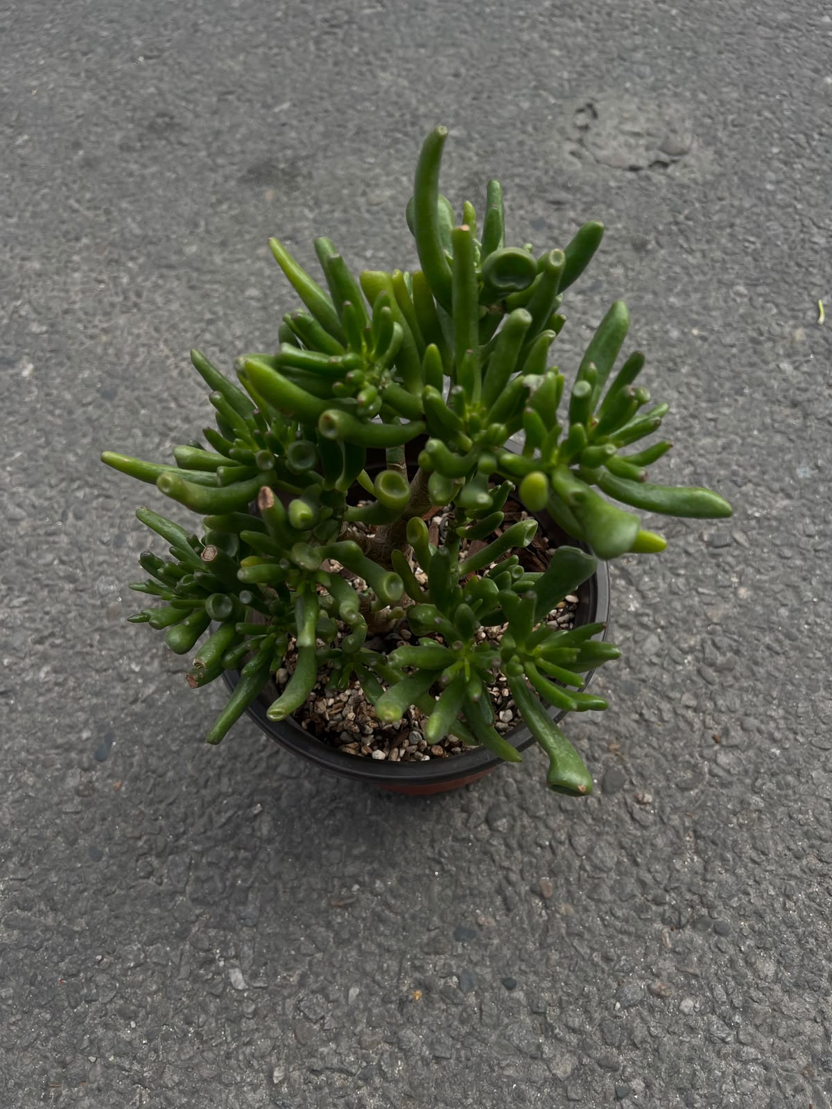 A unique succulent with playful tubular leaves, bringing character, charm, and easy-care beauty to any plant collection. ✨🌱