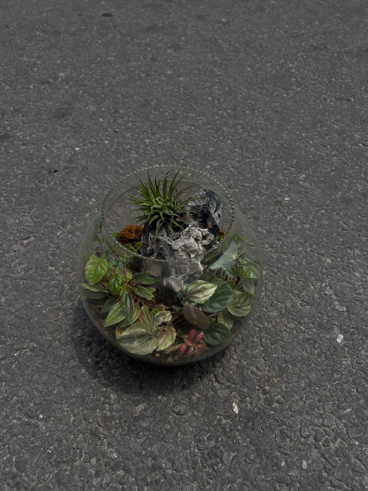 A handcrafted living terrarium that blends lush greenery, natural stone, and timeless beauty in a glass globe.