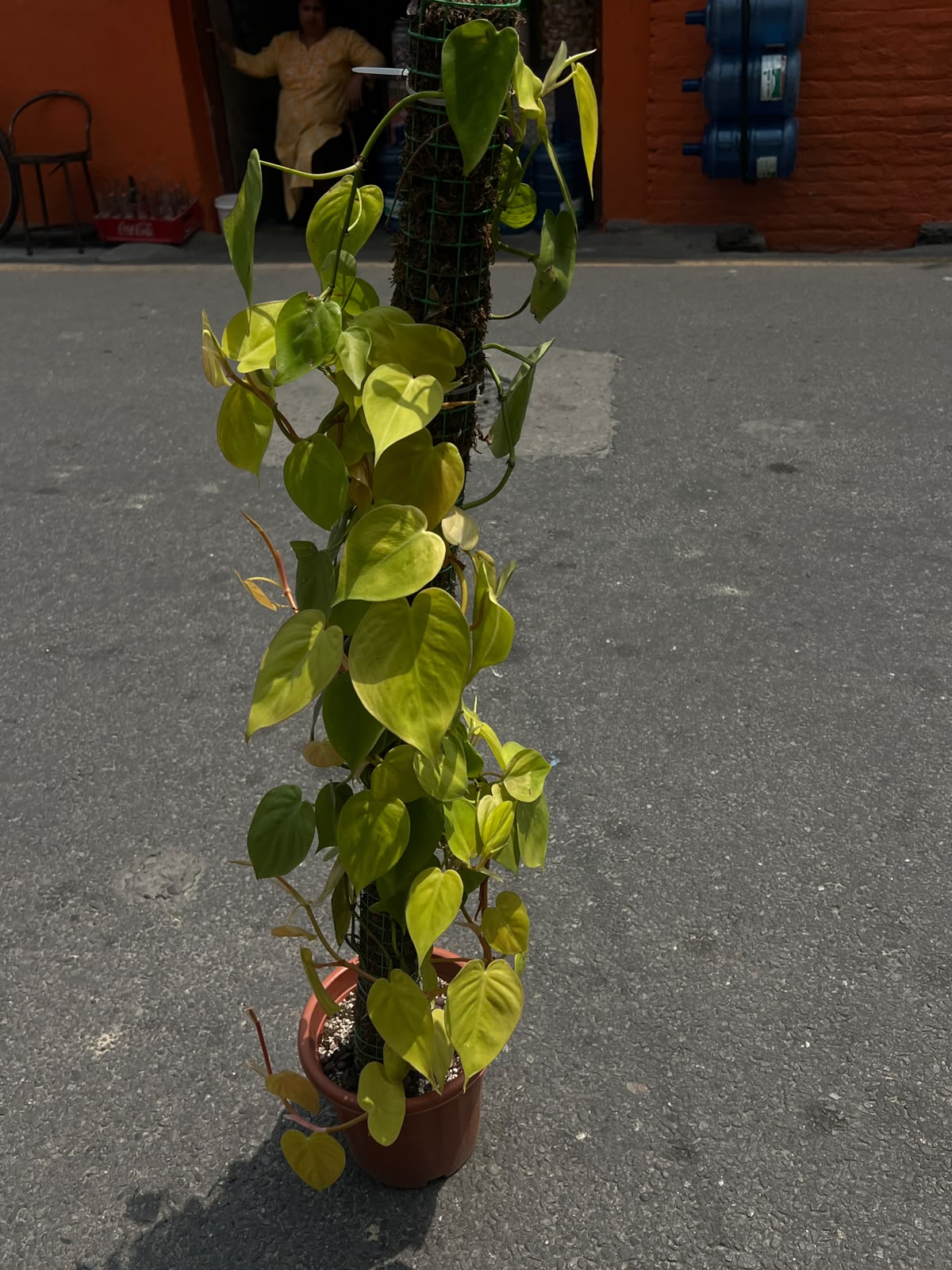 A cheerful climbing plant with vibrant heart-shaped lime-green leaves, perfect for adding a fresh tropical touch to any indoor space. 🌿✨
