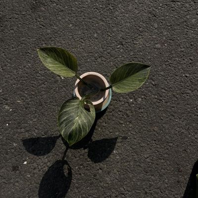 Philodendron Birkin