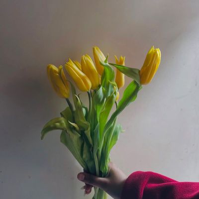 Golden Glow Tulip