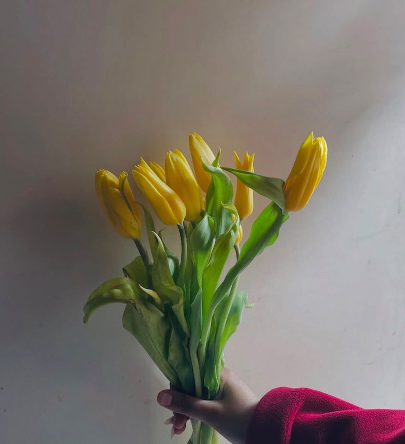 Golden Glow Tulip